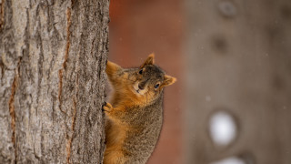 Squirrel climbing tree snow blue - a squirrel free wallpaper