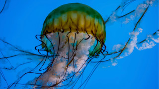 Jellyfish water sky tentacles autumn - a jellyfish free wallpaper