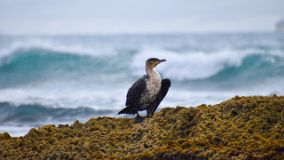 Bird rock ocean wave boat - a rock near the ocean free wallpaper