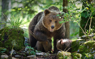 Brown bear forest wildlife puzzle - a brown bear free wallpaper