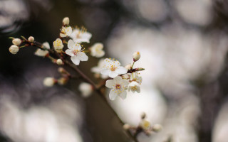 White flower branch macro blurry 2 - white flower free wallpaper