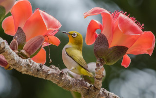 Bird perched branch flowers sky - a branch free wallpaper for desktop