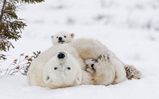 Polar bear cub snow outdoors - eric deschamps free wallpaper