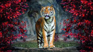 Tiger rockwall autumn leaves digitalanimal - a rock wall free wallpaper