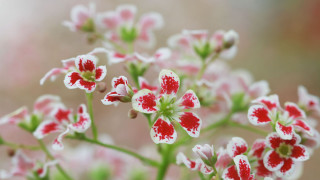Flower red white bokeh macro - a close up of a flower free wallpaper