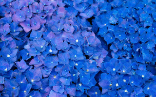 Blue flower bouquet water droplets - close free wallpaper