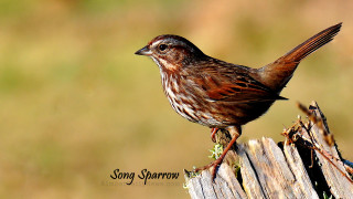 Bird wooden post grass brown - chica macnab free wallpaper for desktop