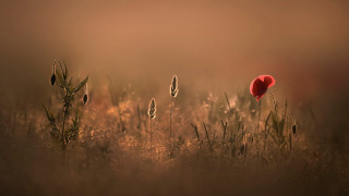 Red poppy tall grass brown - colin gill free wallpaper