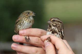 Person holding small bird another - another bird free wallpaper