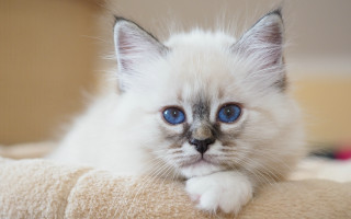 White kitten blue eyes curious 11 - a white kitten free wallpaper