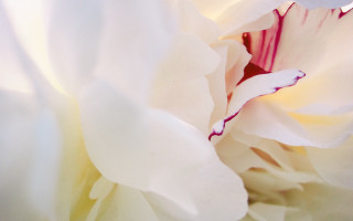 White flower red purple center - soft detail free wallpaper