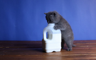 Kitten milk jug blue background - a blue wall free wallpaper