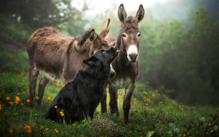 Dog donkey flower field misty - a foggy sky free wallpaper for desktop
