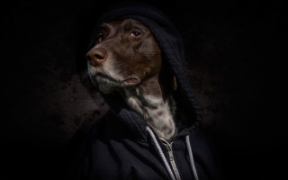 Dog hoodie dark portrait black - a hoodie free wallpaper