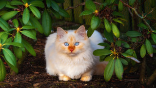 White cat blue eyes dirt - green leaf and flowers free wallpaper