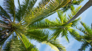 Palm tree view blue sky - palm tree free wallpaper