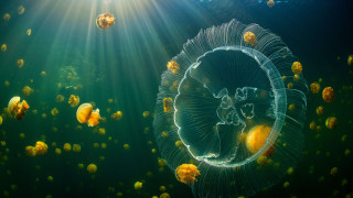 Jellyfish aquarium sunlight ecological art - arie smit free wallpaper