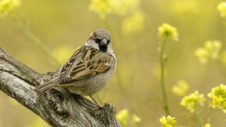 Bird branch field flowers grass 2 - yellow flower free wallpaper