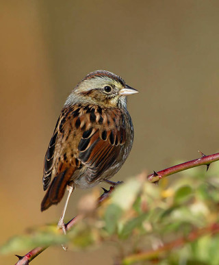Small bird perched branch tree 5 - free bird wallpaper for mobile