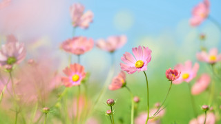 Pink flower field bokeh spring - a few pink flower free wallpaper