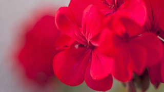 Red flower macro blurry background 2 - a red flower free wallpaper