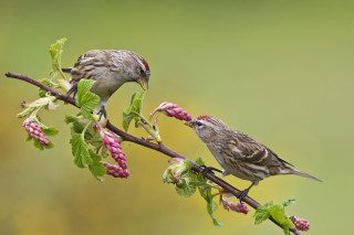 Birds branch flowers foreground blurry - two bird free wallpaper