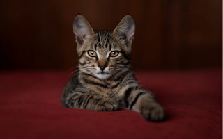 Cat serious look red blanket - a portrait free wallpaper