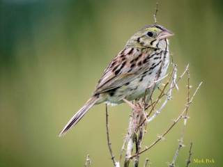 Small bird perched tree branch 7 - e. simms campbell free wallpaper