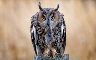 Owl bird post field grass - an owl free wallpaper