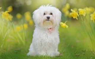 Small white dog grass yellow - a small white dog free wallpaper