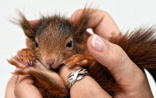 Squirrel hands ring blurry massurrealism - a ring free wallpaper