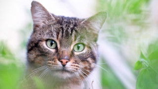 Black cat green eyes animal 2 - a blurry background of grass free wallpaper