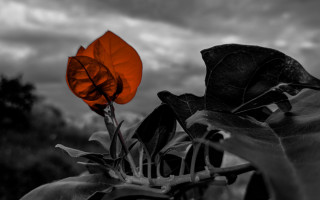 Black white flower red center - saturated free wallpaper