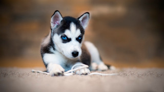 Puppy blue eyes rope laying - a puppy free wallpaper