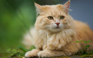 Cat green eyes laying on 2 - a blurry background of grass free wallpaper