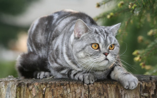 Cat stump serious neoplasticism marble - a marble sculpture free wallpaper