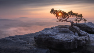 Lone pine rocky cliff sunset - a rocky cliff free wallpaper