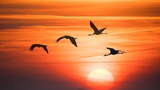 Birds sunset ocean flock moon - orange sky free wallpaper