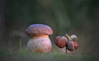 Mushrooms greenfield forest grass microscopic - a forest floor free wallpaper