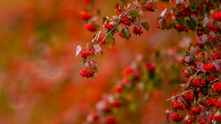 Branch red berries autumn blurry - red berry free wallpaper for desktop