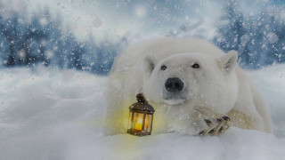 Polar bear snow lantern magic - a lantern free wallpaper for desktop
