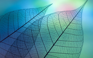 Leaf rainbow background macro fractals - fractal free wallpaper