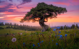 Tree field sunset dandelion autumn - andrey esionov free wallpaper