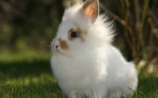 White rabbit grass blurry background - its ear free wallpaper