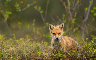 Sad fox in grass bushes - a fox free wallpaper for desktop