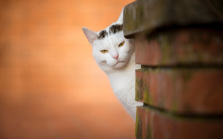 White cat peeking brick wall - institutional critique free wallpaper