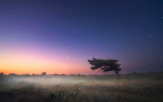 Lone tree purple sky night - mist free wallpaper for desktop