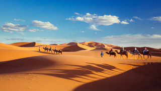 Desert camels group sand dunes - sand free wallpaper