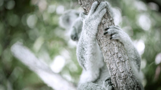 Koala climbing tree australian tonalism - a koala bear free wallpaper
