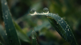 Water droplets plant macro blurry - brassaï free wallpaper
